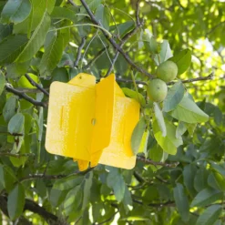 Rebell Amarillo Kreuzfallen - Set -Gruenraumz Verkäufe andermatt biogarten rebell amarillo kreuzfallen set 1 k 1214347 de