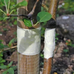 Tangle-Trap/Ameisenbarriere, 156 G