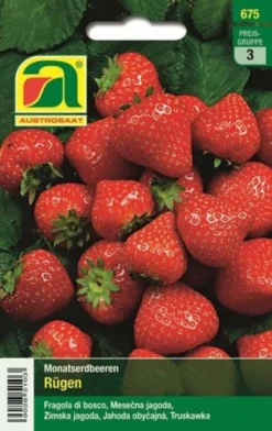 Gruenraumz Verkäufe -Gruenraumz Verkäufe austrosaat monatserdbeeren ruegen 1 paket 1676546 de