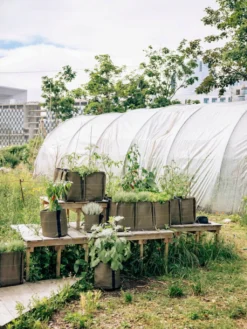 Pflanztasche "Classic" - Geotextil, 10 L -Gruenraumz Verkäufe bacsac pflanztasche classic geotextil 1681149 de