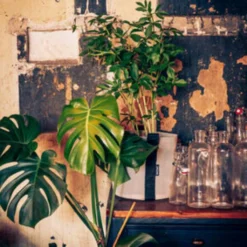 Pflanztasche "Colour" - 10 Liter, Ingwer -Gruenraumz Verkäufe bacsac pflanztasche colour 10 liter 1681163 de