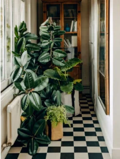 Pflanztasche "Colour" - 10 Liter, Ingwer -Gruenraumz Verkäufe bacsac pflanztasche colour 10 liter 1681169 de