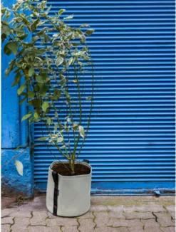 Pflanztasche "Colour" - 25 Liter, Limette 11 Pflanztasche "Colour" - 25 Liter, Limette -Gruenraumz Verkäufe bacsac pflanztasche colour 25 liter kalk 1681182 de