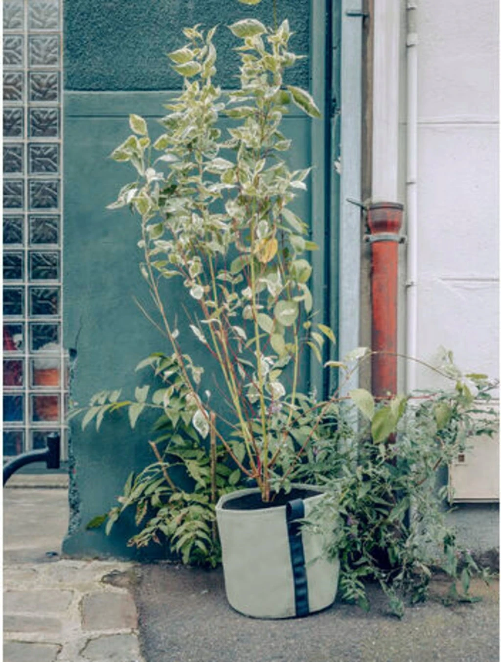 Pflanztasche "Colour" - 25 Liter, Limette 5 Pflanztasche "Colour" - 25 Liter, Limette – Bild 5