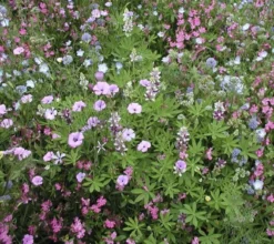 Bockshornsklee, 3 G -Gruenraumz Verkäufe de bolster bockshornsklee 3 g 1647536 de