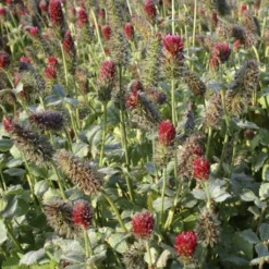 Gründünger Inkarnatklee, 75 G