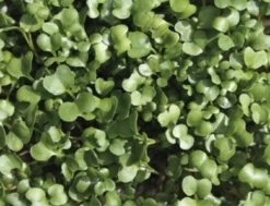 Keimsprossen "Rucola", 30 G -Gruenraumz Verkäufe de bolster keimsprossen rucola 30 g 1647576 de