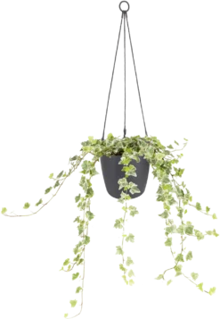 Elho Brussels Hängeampel "18cm", Anthrazit -Gruenraumz Verkäufe elho brussels haengeampel 18cm antracit 1666534 de