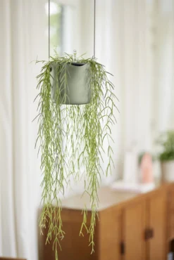 Elho Hängetopf 18cm B.for Swing, Steingrün -Gruenraumz Verkäufe elho haengetopf 18cm bfor swing steingruen 1345762 de