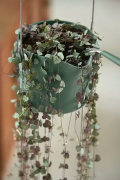 Elho Hängetopf 18cm B.for Swing, Steingrün -Gruenraumz Verkäufe elho haengetopf 18cm bfor swing stengroen 1679855 de