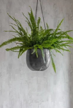 Farringdon Blumenampel, 20 Cm