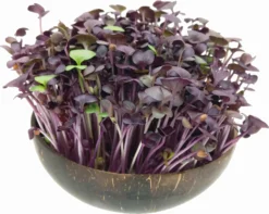 Microgreens Nachfüllpaket "Red Hot Greens" -Gruenraumz Verkäufe grow grow nut microgreens nachfuellpaket red hot greens 1 set 1012873 de
