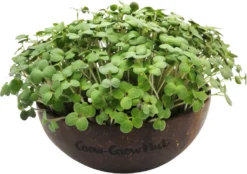 Microgreens Nachfüllpaket "Red Hot Greens" -Gruenraumz Verkäufe grow grow nut microgreens nachfuellpaket red hot greens 1 set 1675645 de