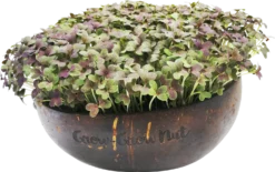 Microgreens Nachfüllpaket "The Mikro Greens" -Gruenraumz Verkäufe grow grow nut microgreens nachfuellpaket the mikro greens 1 set 1012929 de