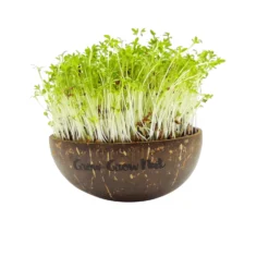 Microgreens Nachfüllpaket "The Mikro Greens" -Gruenraumz Verkäufe grow grow nut microgreens nachfuellpaket the mikro greens 1 set 1012936 de