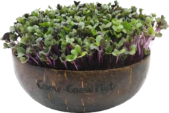 Microgreens Nachfüllpaket "The Mikro Greens"