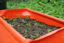 Karottenpflanztasche Im 2er Set, 2 Stück -Gruenraumz Verkäufe haxnicks karottenpflanztasche im 2er set 2 st 1666038 de