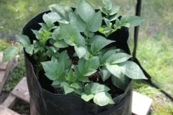 Kartoffelpflanztaschen Im 3er Set, 3 Stück -Gruenraumz Verkäufe haxnicks kartoffelpflanztaschen im 3er set 3 st 1666023 de