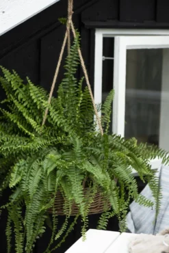 Hängekorb Mit Juteschnur