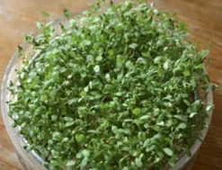 Keimsprossen "Alfalfa", 50 G -Gruenraumz Verkäufe keimsprossen alfalfa 50 g 1647586 de