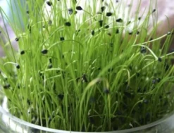 Keimsprossen "Schnittknoblauch", 20 G