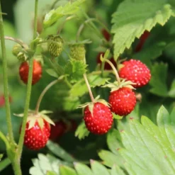 Gruenraumz Verkäufe -Gruenraumz Verkäufe own grown saatgut balkonerdbeere 1682778 de