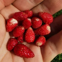 Saatgut "Balkonerdbeere" -Gruenraumz Verkäufe own grown saatgut balkonerdbeere 1682779 de