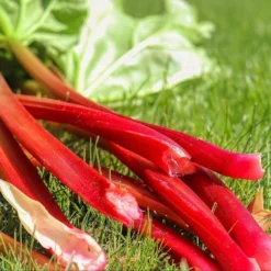 Gruenraumz Verkäufe -Gruenraumz Verkäufe own grown saatgut rhabarber 1525857 de