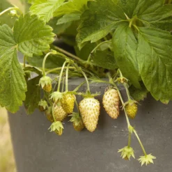 Gruenraumz Verkäufe -Gruenraumz Verkäufe own grown saatgut weisse erdbeere 1525943 de