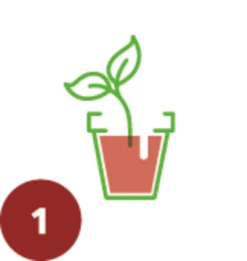 Trauermücken Pflanzenkur, 12 Stück